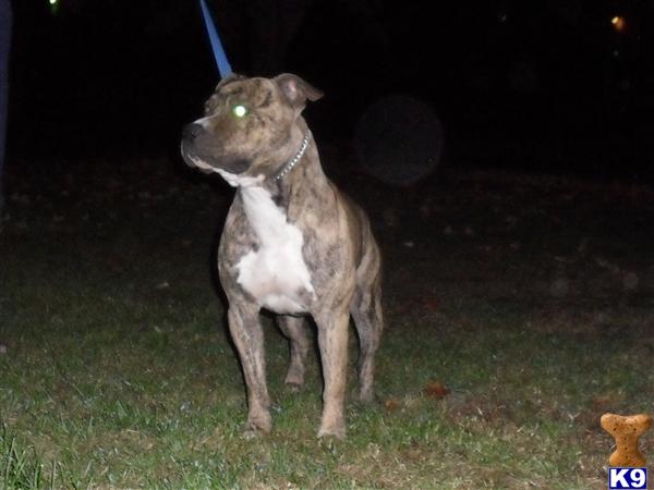 Dogs - American Staffordshire Terrier